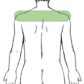 肩の部位画像