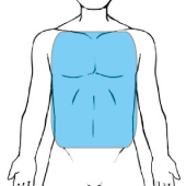 胸・腹部の部位画像
